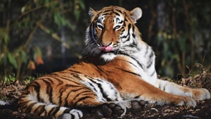 Siberian tiger, Predator, Big cat, Carnivore, Wild animal, Zoo, Closeup, 4K wallpaper