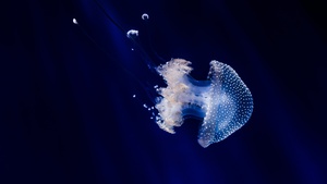 Jellyfish, Blue background, Sea Life, Aquarium, Dark background, Underwater, Glowing, Transparent, Closeup, 4K wallpaper