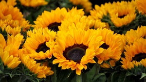 Spring, Sunflowers, Blossom, Floral, Yellow flowers, Closeup, Beautiful, Flower garden, Bright, 4K wallpaper