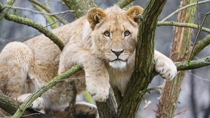 Young Lioness, Cub, Tree Branches, Big cat, African Lion, Zoo, Predator, Carnivore, 4K wallpaper