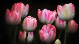 Tulips, Pink flowers, Black background, Spring, Garden, Flora, Bright, 4K wallpaper