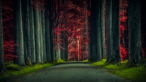 Trees, Woods, Sunset, Autumn Forest, Dawn, Pathway, Scenic, 4K wallpaper