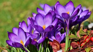 Crocus flowers, Violet flowers, Garden, Blossom, Bloom, Spring, Flora, 4K wallpaper