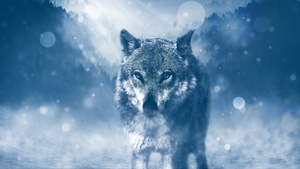 Wolf, Predator, Wild animal, Winter, Snowfall, Fog, Cold, Staring, 4K wallpaper