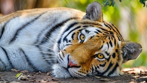 Bengal Tiger, Wild, Closeup, Big cat, 4K wallpaper