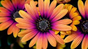 Daisy flowers, Colorful flowers, Yellow, Pink, Closeup, Macro, Flower heads, Blossom, Spring, Garden, Floral, 4K wallpaper