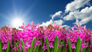 Pink flowers, Hyacinth, Garden, Sun light, Blue Sky, Clouds, Green leaves, Spring, Blossom, 4K wallpaper