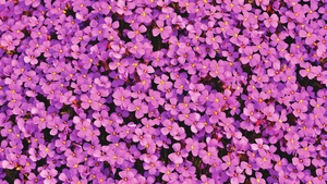 Aubrieta Flowers, Beautiful, Violet, Blossom, Spring, Bloom, Purple, Floral Background, Aesthetic, 4K wallpaper