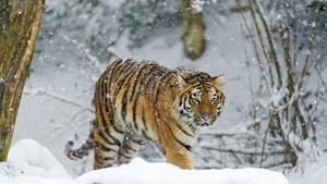 Siberian tiger, Snowfall, Amur tiger, Winter, Cold, Big cat, Wild animal, Predator, Walking, Carnivore, 4K wallpaper