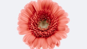 Gerbera Daisy, Bloom, White background, Closeup, Macro, Blossom, Spring, Flower heads, Beautiful, 4K wallpaper