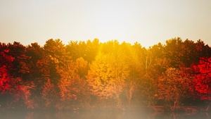 Autumn trees, Body of Water, Sunflare, Sunrise, Reflection, Lake, Morning, Fog, 4K wallpaper