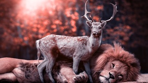 Lion, Deer, Hirsch, Predator, Wild animals, Mammal, Big cat, Carnivore, 4K wallpaper