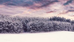 Snow covered, Trees, Winter snow, Landscape, Clouds, Scenery, White, Forest, 4K wallpaper
