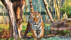 Siberian tiger, Walking, Zoo, Trees, Big cat, Carnivore, Predator, Wildlife, 4K wallpaper