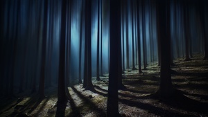 Dark Forest, Woods, Night time, Dark, Shadow, Tall Trees, Haunted, Mystery, 4K wallpaper