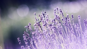 Lavender flowers, Bokeh, Blur, Garden, Purple, Aesthetic, 4K wallpaper