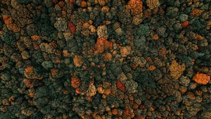 Autumn trees, Drone photo, Forest, Aerial view, Birds eye view, Green Trees, 4K wallpaper