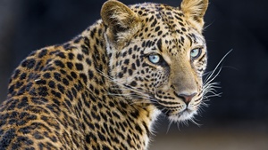 Jaguar, Closeup, Portrait, Big cat, Wild animal, Predator, Carnivore, Face, 4K wallpaper