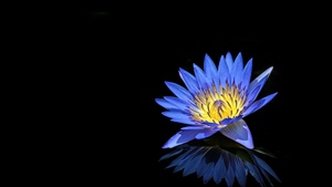 Water Lily, Blue flower, Black background, Reflection, 4K wallpaper