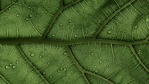 Green leaf, Pattern, Water drops, Macro, Closeup, 4K wallpaper