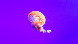 Jellyfish, Purple background, Sea Life, Underwater, Aquarium, 4K wallpaper