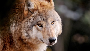 Wolf, Wild animal, Zoo, Canine, Closeup, Face, Staring, 4K wallpaper