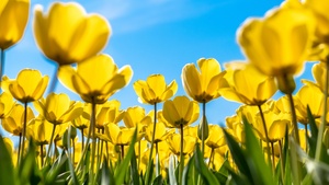 Tulips, Yellow flowers, Blossom, Blue Sky, Bloom, Flower garden, Daylight, Sunny day, 4K wallpaper