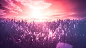Sunrise, Field, Landscape, Clouds, Purple, 4K wallpaper