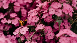 Pink flowers, Bokeh, Floral, Blossom, Bloom, Spring, Closeup, Beautiful, 4K wallpaper