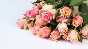 Pink Roses, Green leaves, Flower bouquet, White background, Beautiful, Blossom, 4K wallpaper