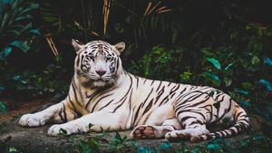 White tiger, Forest, Green leaves, Dark background, Big cat, Predator, Wildlife, Greenery, 4K wallpaper