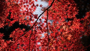 Maple tree, Red leaves, Autumn, Tree Branches, 4K wallpaper