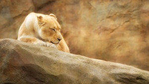 Lioness, Zoo, Golden yellow, Rock, 4K wallpaper