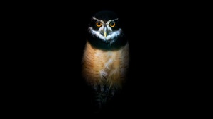 Owl, Night, Wildlife, Black background, 4K wallpaper