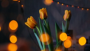 Yellow tulips, Bokeh, Lights, Decoration, Blossom, Green leaves, 4K wallpaper