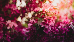 Pink flowers, Purple, Bokeh, Blossom, Floral, Daytime, 4K wallpaper