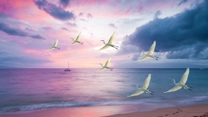 White Birds, Beach, Sunset, Purple sky, Clouds, Ocean, Sea, Sand, Boat, Seascape, 4K wallpaper