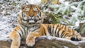 Siberian tiger, Snow, Wood, Winter, Big cat, Wild animal, Predator, Carnivore, 4K wallpaper