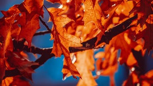 Autumn leaves, Orange Leaf, Sunlight, Closeup, 4K wallpaper
