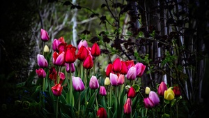 Tulip flowers, Multicolor, Colorful, Blossom, Pink, Red, Spring, Plant, Trees, Green, 4K wallpaper