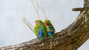 Bird Couple, Tree Branch, Colorful, Cute bird, 4K wallpaper