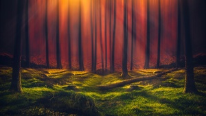 Sun rays, Forest, Grass, Woods, Tall Trees, Sunny, Orange, 4K wallpaper