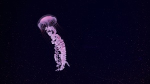 Jellyfish, Dark background, Sea Life Aquarium, Underwater, Glowing, Pink, 4K wallpaper