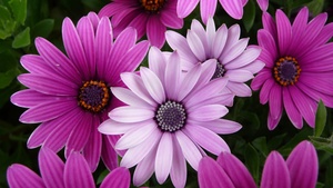 Daisy flowers, Garden, Purple Flowers, Pink flowers, Closeup, Bloom, Blossom, 4K wallpaper