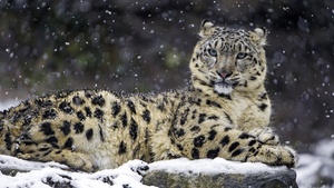 Snow leopard, Winter, Big cat, Wildlife, Predator, Carnivore, Zoo, 4K wallpaper