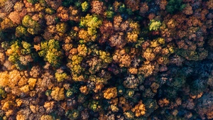 Autumn Forest, Aerial view, Autumn trees, Top View, 4K wallpaper
