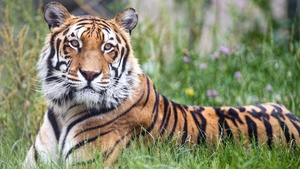 Bengal Tiger, Big cat, Predator, Green Grass, Wild animal, Zoo, Carnivore, Closeup, 4K wallpaper