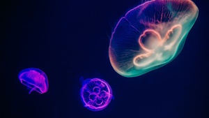 Jellyfishes, Purple, Multicolor, Dark background, Underwater, Aquarium, Glowing, Bright, Bioluminescence, Dark aesthetic, 4K wallpaper