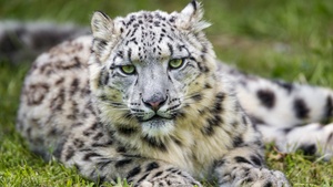 White, Snow leopard, Green Grass, Big cat, Wild animal, Predator, Carnivore, Stare, 4K wallpaper