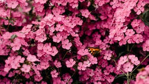 Pink flowers, Closeup, Floral Background, Blossom, Bloom, Spring, Vibrant, 4K wallpaper
